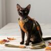 How to Walk a Cat on a Harness: A Step-by-Step Guide for 2026 8 cat harness guide square
