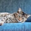 The US Pet Industry Just Hit $150 Billion. Here's What That Means for Cat Owners in 2026 11 cat owner lifestyle 2026