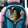 How to Travel with Your Cat Without the Stress 7 hero cat travel hero