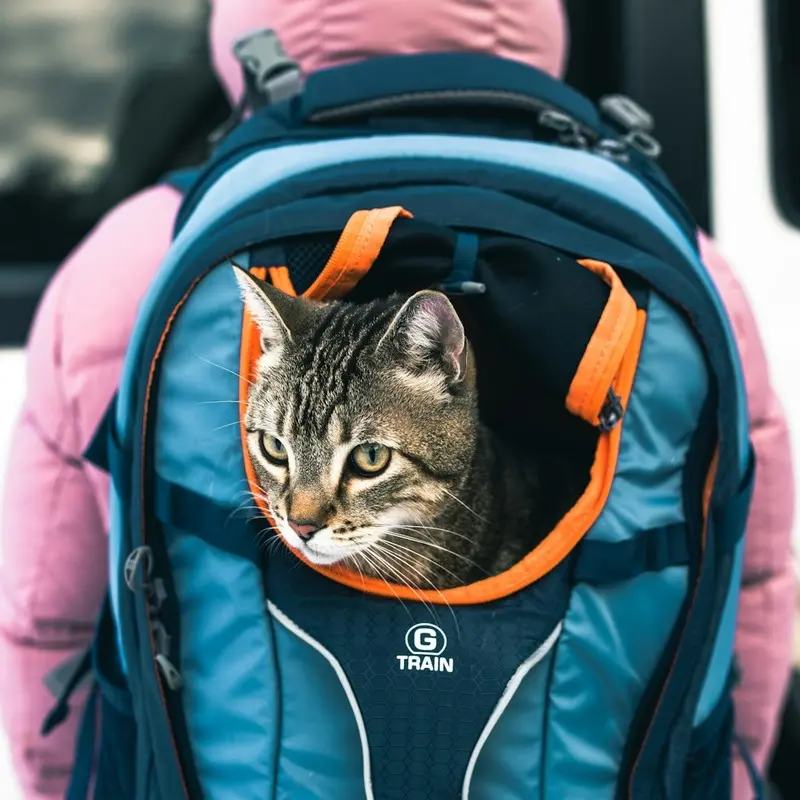 Cat in a travel carrier outdoors