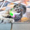 Is Your Indoor Cat Actually Happy? The 2026 Guide to Feline Enrichment 10 indoor cat happy square