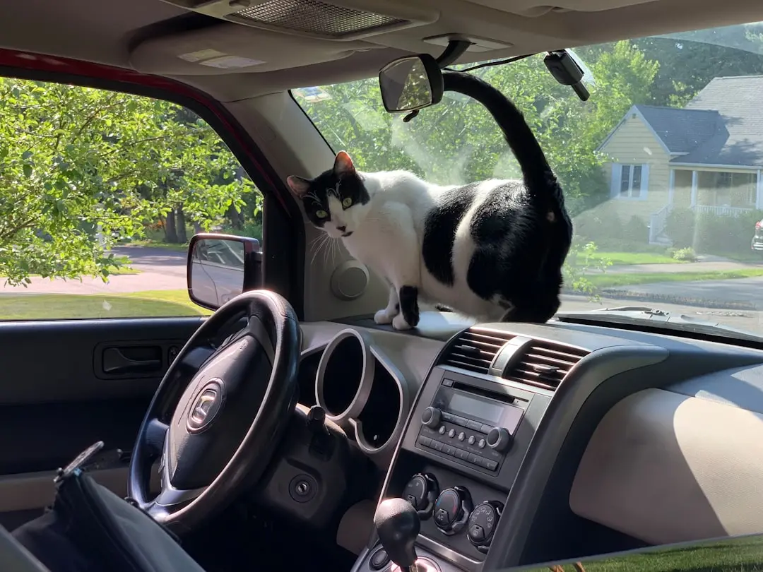 How to Travel with Your Cat Without the Stress 2 Cat looking out a car window during a road trip
