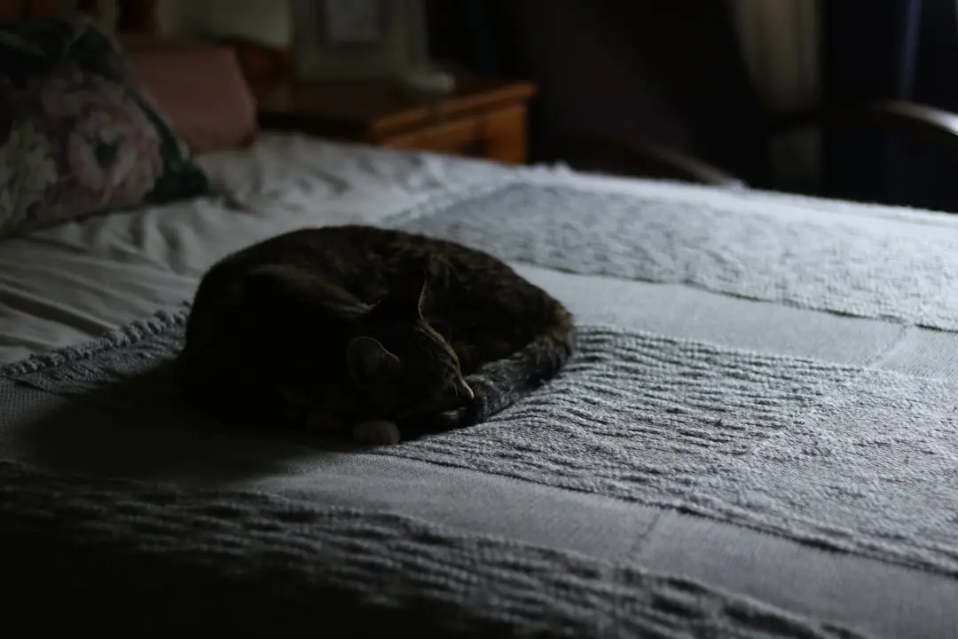 How to Travel with Your Cat Without the Stress 3 Cat sleeping peacefully on a cosy bed at home