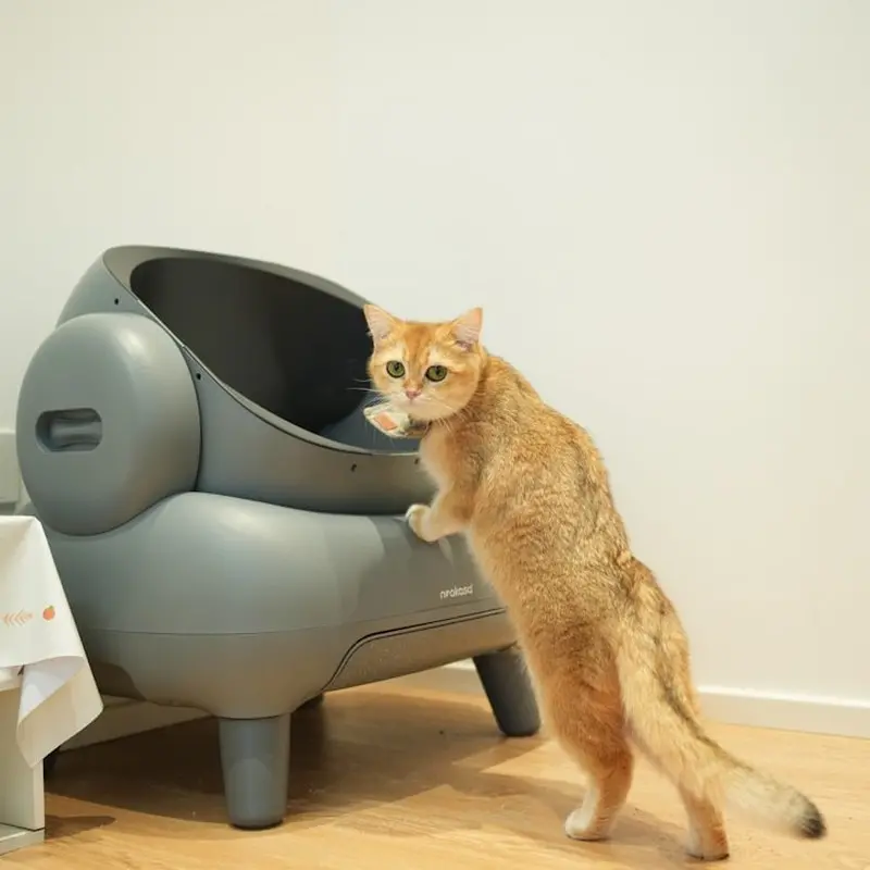Cat near a clean litter box at home