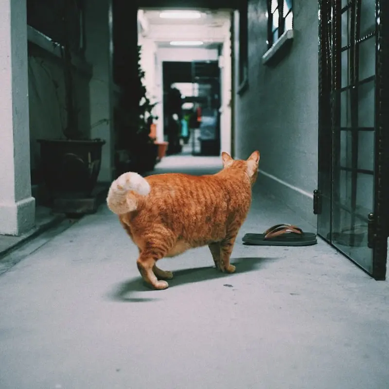 How to Choose the Right Cat Litter: A Complete Guide 2 Cat walking through a clean, well-lit home interior