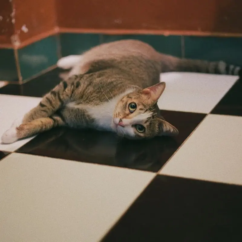 How to Choose the Right Cat Litter: A Complete Guide 5 Well-maintained cat litter area with mat and accessories