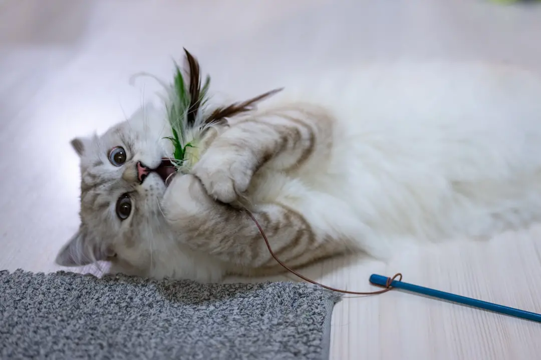 How to Stop Your Cat from Being Bored at Home 3 Cat actively engaged with a feather toy, showing the physical and mental benefits of proper enrichment