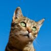 FlowPure Pet Water Fountain Review: I Tested It for 60 Days With My Cat 8 post3 hero 1