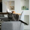 5 Smart Pet Products Every Cat Owner Needs in 2026 11 smart pet products hero square