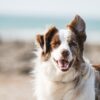 Best Grooming Kits & Accessories for Cats and Dogs in 2026 8 pet grooming kit 2026