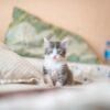 Why 60% of Cats Are Chronically Dehydrated (And Most Owners Don't Know It) 9 post4 hero sq