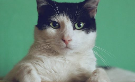 best-cat-accessories-2026-hero-sq