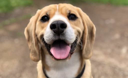 Cat wearing harness outdoors 2026