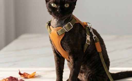 cat-harness-guide-square