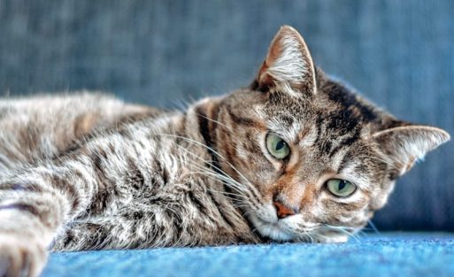 cat-owner-lifestyle-2026