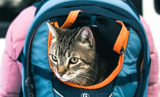 hero_cat_travel_hero