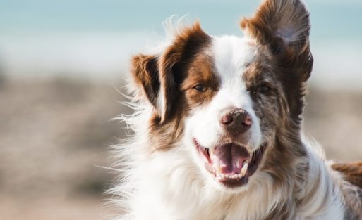 hidream-h-shape-dog-harness-hero-sq