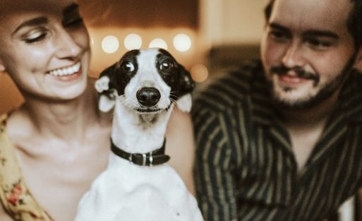 litter-accessories-2026