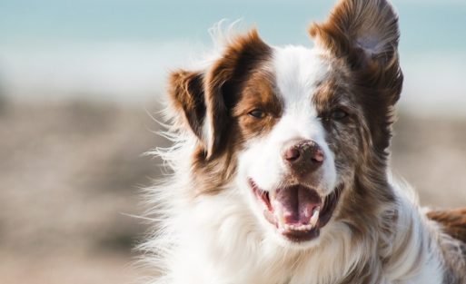 pet-grooming-kit-2026