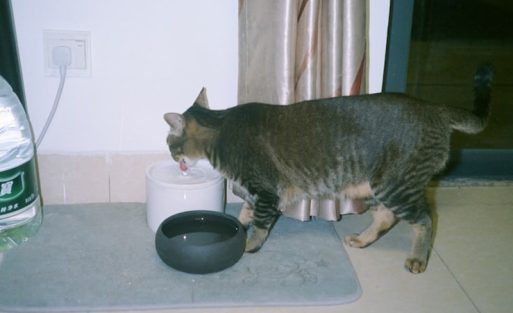 Cat near water bowl – featured image