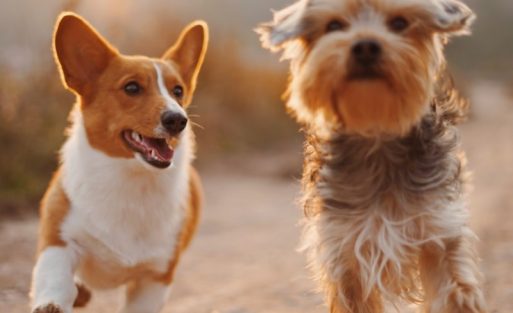 retractable-leash-2026