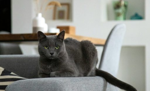 smart-pet-products-hero-square